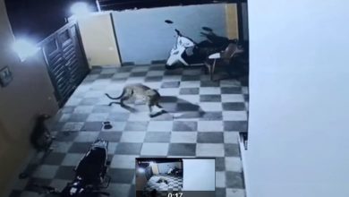 leopard attaque chien inde