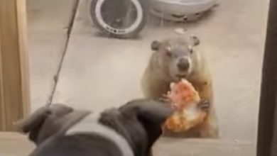 Marmotte mange de la pizza devant des chiens