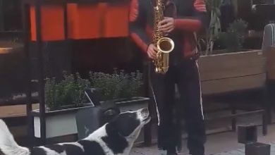 homme joue we are the world saxophone chien rue